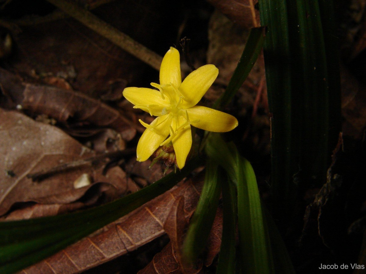 Curculigo orchioides Gaertn.